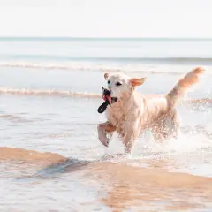 Un golden retriever joueur court dans les vagues sur la plage des chiens à La Grande-Motte, une corde dans la gueule.