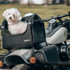 Petit chien blanc prêt pour le transport en scooter, confortablement installé dans son sac.
