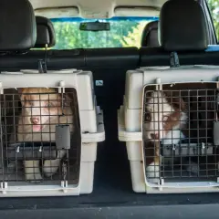 Deux chiots curieux regardent depuis leur cage coffre chien, prêts pour une aventure en voiture.