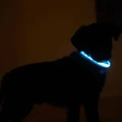 Silhouette d'un chiot noir portant un collier réfléchissant bleu lumineux dans l'obscurité.