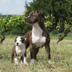 Un chiot et sa mère, deux American Staffordshire Terriers, se tiennent dans un champ. Apprendre à comment decategoriser un chien est essentiel pour une bonne éducation.