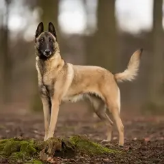 Un magnifique malinois catégorie, debout dans une forêt, le regard alerte.
