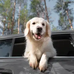 Un golden retriever joyeux sort la tête par la fenêtre d'une voiture, prêt pour une aventure. Ce **taxi animalier** est idéal pour la **formation** de votre compagnon.