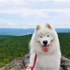 Un Samoyède heureux profite de la vue sur une forêt canadienne. Ce **billet avion chien Canada** est une promesse d'aventure.
