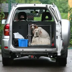 Deux chiens sont dans une cage dans le coffre d'une voiture argentée. Une solution pour comment attacher son chien dans le coffre en toute sécurité.