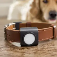 Collier en cuir marron avec un support noir pour un AirTag, prêt pour le **portée AirTag chien**.