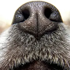 Gros plan sur le nez de chien, humide et texturé, entouré de poils gris. Un nez de chien prêt à explorer le monde.
