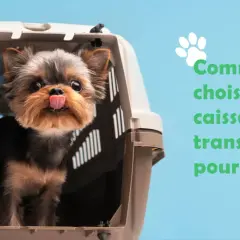 Un adorable chiot Yorkshire sort sa langue d'une cage de transport. Avis sur la cage pour chien.