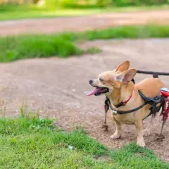 Un petit chien handicapé, un chihuahua, profite de l'extérieur avec son fauteuil roulant.
