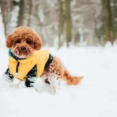 Chiot tout doux en manteau jaune, couvert de neige, explorant un paysage hivernal.