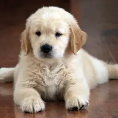 Adorable bébé golden retriever, tout doux, se repose sur un parquet en bois.
