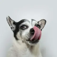 Un chien qui se lèche les babines, l'air gourmand. Sa langue rose ressort sur son museau.