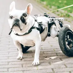 Un bouledogue français blanc et noir, un chien handicapé avec un chariot pour ses pattes arrières, se promène sur un chemin pavé.