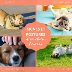 Comment savoir si son chien est heureux : postures de jeu, roulades dans l'herbe, câlins et détente sur le dos.