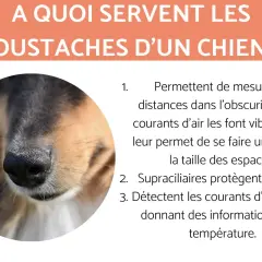Gros plan sur le museau d'un chien, mettant en évidence ses vibrisses. Ces "moustache chien" aident à mesurer les distances et à détecter les courants d'air.