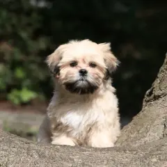 Adorable chiot Lhassa Apso au poil court, assis sur une branche d'arbre, regardant curieusement.
