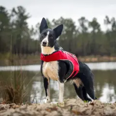Chien noir et blanc avec un gilet rouge, prêt à explorer près d'un lac où les chiens sont autorisés.