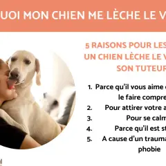 Un chien lèche le visage de sa maîtresse. L'image explore pourquoi mon chien me lèche, listant 5 raisons : amour, attention, calme, stress, ou phobie.