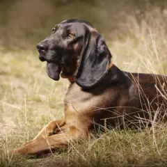 Un chien de sang chasse, couché dans l'herbe sèche, le regard attentif.