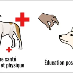 Prévenir le risque de morsure : bonne santé, éducation positive et relation de confiance. Un chien qui mord peut être évité.