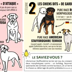 Illustration de chiens de différentes morphologies, dont certains peuvent être considérés comme un croisement chien dangereux, classés en catégories "d'attaque" et "de garde ou de défense".