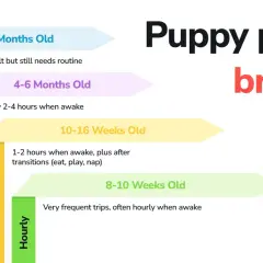 Graphique montrant combien de temps un chien peut se retenir, de très fréquent pour les chiots à 4-6h pour les plus âgés.