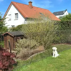 Un chien blanc attend sagement dans un jardin clôturé. La hauteur du grillage chien semble adaptée pour le garder en sécurité.
