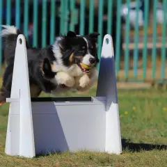 Un chien australien saute par-dessus un obstacle, balle dans la gueule, lors d'une compétition de flyball.
