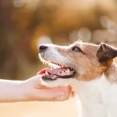 Un chien attend une caresse, une main tendue. Une astuce pour comment calmer son chien rapidement : la douceur et la patience.