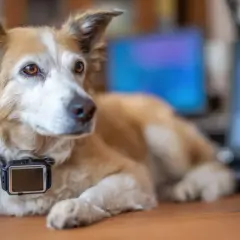 Un chien porte un collier avec un appareil, peut-être pour un son ultrason chien. Il est allongé près d'un ordinateur affichant des graphiques.