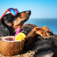 Un chien profite de ses vacances à la mer, lunettes de soleil rouges sur le nez, allongé sur le sable avec un cocktail de noix de coco.