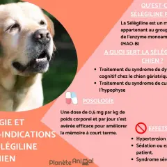 Un chien labrador est représenté. Le texte explique la sélégiline pour chien, ses usages, sa posologie et ses effets secondaires, comme l'hypertension.