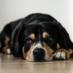 Chien noir et brun, l'air fatigué, posé sur le sol. Il semble avoir ingéré de la valériane, un danger pour lui.