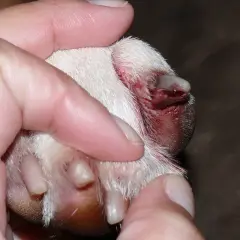 Gros plan sur une patte de chien, montrant une griffe de chien à vif, blessée et saignante, tenue par des doigts humains.