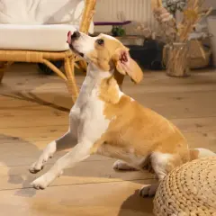Un chien aux couleurs beige et blanc, la langue sortie, semble attendre une friandise au foie de chien.
