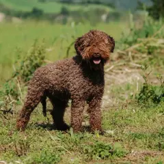 Un adorable lagotto romagnolo, au pelage brun et bouclé, se tient dans un champ verdoyant, la langue sortie, prêt pour l'aventure.