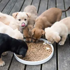 Une joyeuse bande de chiots, de différentes couleurs, se régale de croquettes. L'alimentation chiot est essentielle pour leur croissance.