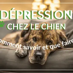 Un chien triste, le regard perdu, semble souffrir de dépression. Le texte "Dépression chez le chien : Comment savoir et que faire ?" l'accompagne.
