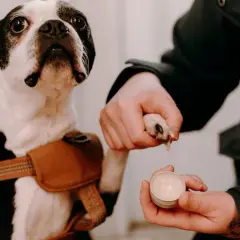 Un Boston Terrier reçoit un baume coussinet chien fait maison pour ses pattes.