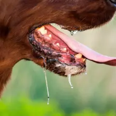 Gros plan sur la gueule d'un chien brun, la langue pendante et baveuse. Une salivation excessive peut être un symptôme de rage chez le chien.