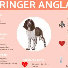Un Springer Anglais, chien au caractère équilibré et intelligent, idéal pour la famille et les activités de plein air.