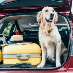 Un golden retriever attend patiemment dans le grand coffre d'une voiture, prêt pour l'aventure avec une valise jaune, un ballon et un chapeau de paille.