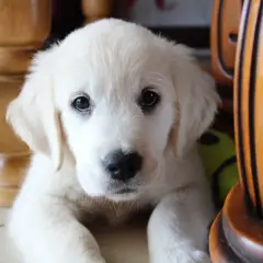Adorable chiot blanc, curieux de savoir à quel âge un chiot est propre. Il regarde la caméra, caché derrière des meubles en bois.