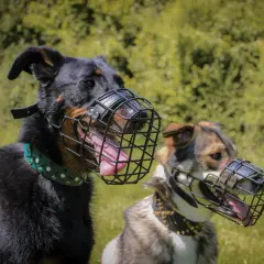Deux chiens portent des muselières en cage, conçues pour permettre de boire. L'un est noir avec un collier vert, l'autre est marron et gris avec un collier clouté.