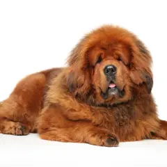 Un imposant dogue du Tibet, impressionnant par sa taille et sa fourrure épaisse, repose paisiblement sur un fond blanc.