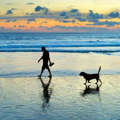Un homme et son chien profitent d'une promenade sur la plage au coucher du soleil. Les vagues douces et le ciel coloré créent une atmosphère paisible.