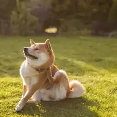 Un chien Shiba Inu se gratte la peau sur l'herbe, peut-être à cause d'une allergie alimentaire.