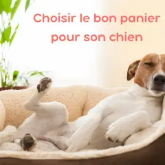 Un chien dort paisiblement dans un panier chien tout doux, les pattes en l'air. Le confort est essentiel pour un sommeil réparateur.