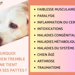Un chien au regard triste, qui tremble et ne mange pas. Causes possibles : faiblesse musculaire, paralysie, intoxication, arthrose, etc.