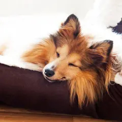 Un chien Shetland Sheepdog dort paisiblement dans son panier douillet. Un moment de pur bonheur, le rêve de dormir avec son chien.